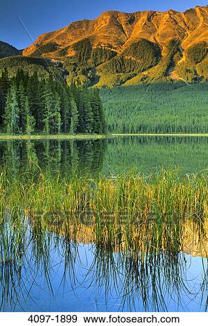 Reflection of a mountain in a lake, Buck Lake, Maligne Range, Jasper National Park, Alberta, Canada View Large Photo Image Stock Photo - Reflection of a mountain in a lake, Buck Lake, Maligne Range, Jasper National Park, Alberta, Canada. Fotosearch
