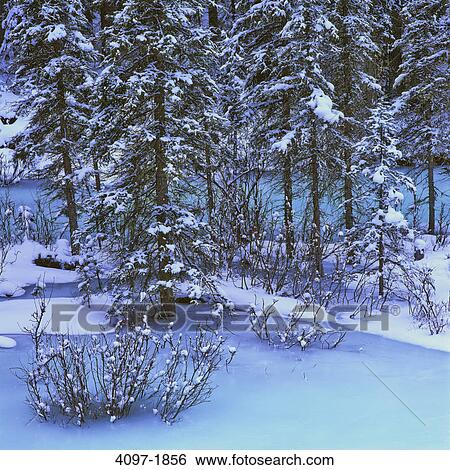 Stock Photograph - River passing through a forest, Maligne River, Jasper National Park, Alberta, Canada. Fotosearch