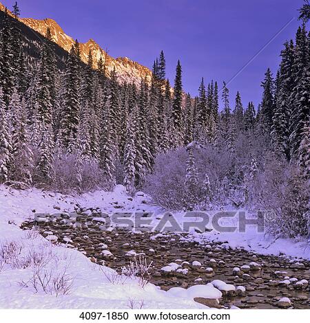 River passing through a forest with mountains in the background, Maligne River, Canadian Rockies, Jasper National Park, Alberta, Canada View Large Photo Image Stock Image - River passing through a forest with mountains in the background, Maligne River, Canadian Rockies, Jasper National Park, Alberta, Canada. Fotosearch