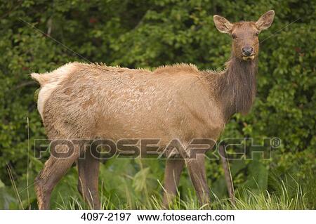 Roosevelt elk (Cervus canadensis roosevelti) standing in a forest, Redwood National Park, California, USA View Large Photo Image Stock Photo - Roosevelt elk (Cervus canadensis roosevelti) standing in a forest, Redwood National Park, California, USA. Fotosearch