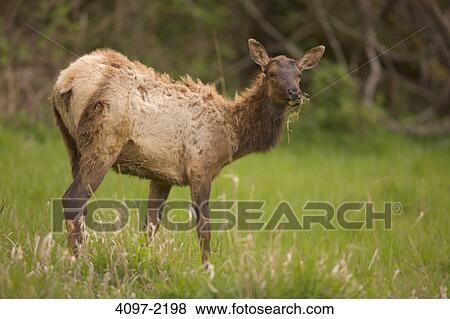 Roosevelt elk (Cervus canadensis roosevelti) standing in a forest, Redwood National Park, California, USA View Large Photo Image Stock Photo - Roosevelt elk (Cervus canadensis roosevelti) standing in a forest, Redwood National Park, California, USA. Fotosearch