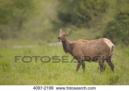 Roosevelt elk (Cervus canadensis roosevelti) standing in a forest, Redwood National Park, California, USA View Large Photo Image Stock Photo - Roosevelt elk (Cervus canadensis roosevelti) standing in a forest, Redwood National Park, California, USA. Fotosearch