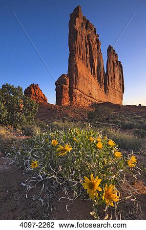 Stock Image - Rough mule's ears (Wyethia scabra) wildflowers with rock formations in the background, Courthouse Towers, Arches National Park, Utah, USA. Fotosearch