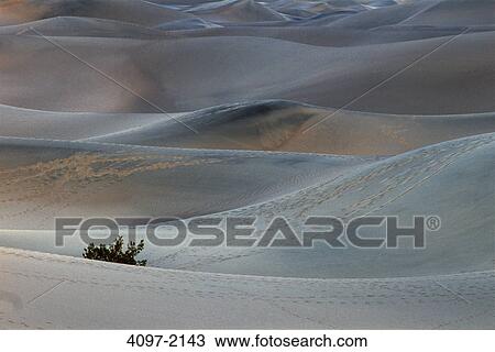 Stock Image - Sand dunes in a desert, Mesquite Flat Sand Dunes, Death Valley National Park, California, USA. Fotosearch