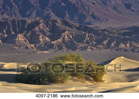 Stock Photograph - Sand dunes in a desert, Mesquite Flat Dunes, Funeral Mountains, Death Valley, Death Valley National Park, California, USA. Fotosearch