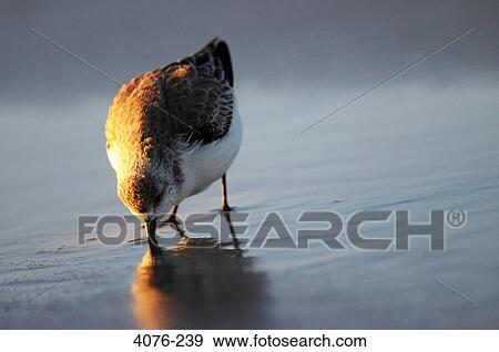 Sandpiper drinking water on the beach, Florida, USA View Large Photo Image Stock Photo - Sandpiper drinking water on the beach, Florida, USA. Fotosearch