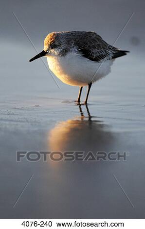Stock Image - Sandpiper on the beach, Florida, USA. Fotosearch
