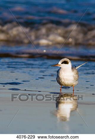 Sandpiper on the beach, Florida, USA View Large Photo Image Stock Photo - Sandpiper on the beach, Florida, USA. Fotosearch