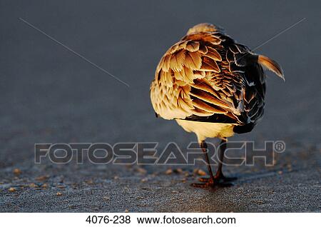 Sandpiper on the beach, Florida, USA View Large Photo Image Stock Photo - Sandpiper on the beach, Florida, USA. Fotosearch