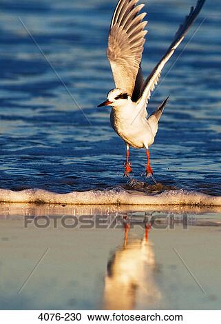 Stock Image - Sandpiper taking off on the beach, Florida, USA. Fotosearch
