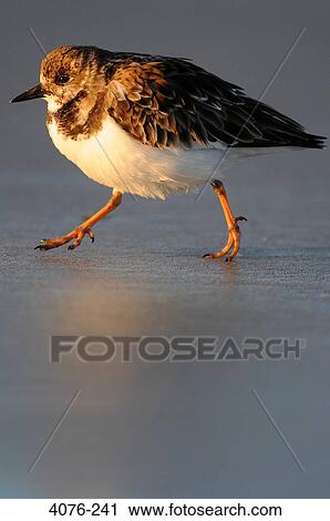 Sandpiper walking on the beach, Florida, USA View Large Photo Image Stock Image - Sandpiper walking on the beach, Florida, USA. Fotosearch