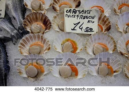 Scallops for sale at a market stall, Rialto, Venice, Veneto, Italy View Large Photo Image Stock Photography - Scallops for sale at a market stall, Rialto, Venice, Veneto, Italy. Fotosearch
