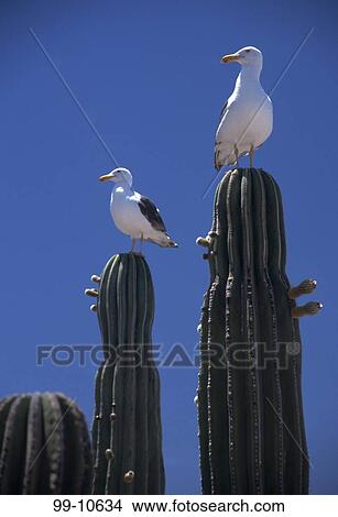 Picture - Seagulls perching on cacti, Cabo San Lucas, Baja California, Mexico. Fotosearch