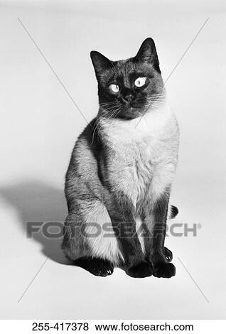 Stock Photo - Siamese cat, studio shot. Fotosearch