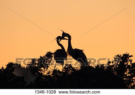 Stock Photo - Silhouette of Great Blue heron (Ardea herodias) pair courting on tree, Venice Rookery, Venice, Florida, USA. Fotosearch