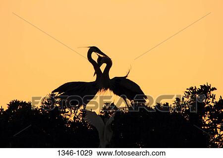 Silhouette of Great Blue heron (Ardea herodias) pair courting on tree, Venice Rookery, Venice, Florida, USA View Large Photo Image Stock Photo - Silhouette of Great Blue heron (Ardea herodias) pair courting on tree, Venice Rookery, Venice, Florida, USA. Fotosearch