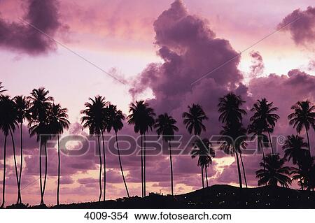 Silhouette of palm against the cloudy sky at sunset, Barbados View Large Photo Image Picture - Silhouette of palm against the cloudy sky at sunset, Barbados. Fotosearch