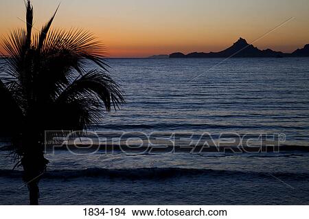 Silhouette of palm tree at sunset viewed from Hotel Playa de Cortez, Guaymas, Sonora, Mexico View Large Photo Image Picture - Silhouette of palm tree at sunset viewed from Hotel Playa de Cortez, Guaymas, Sonora, Mexico. Fotosearch
