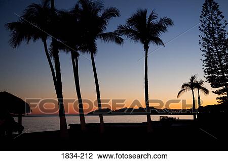 Silhouette of palm trees on the beach at sunset, San Carlos, Sea of Cortez, Guaymas, Sonora, Mexico View Large Photo Image Stock Image - Silhouette of palm trees on the beach at sunset, San Carlos, Sea of Cortez, Guaymas, Sonora, Mexico. Fotosearch