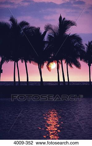 Silhouette of palm trees on the beach at sunset, Las Palmas, Puerto Rico View Large Photo Image Stock Image - Silhouette of palm trees on the beach at sunset, Las Palmas, Puerto Rico. Fotosearch