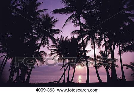 Stock Image - Silhouette of palm trees on the beach at sunset, St. Lucia. Fotosearch
