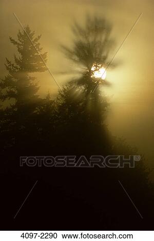 Silhouette of trees at sunset, Fraser Valley, British Columbia, Canada View Large Photo Image Stock Image - Silhouette of trees at sunset, Fraser Valley, British Columbia, Canada. Fotosearch
