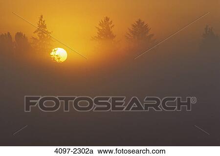 Silhouette of trees at sunset, Fraser Valley, British Columbia, Canada View Large Photo Image Stock Image - Silhouette of trees at sunset, Fraser Valley, British Columbia, Canada. Fotosearch