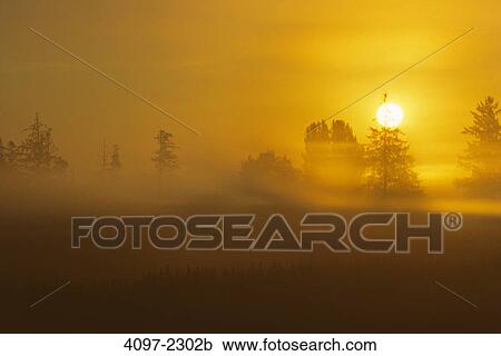 Silhouette of trees at sunset, Fraser Valley, British Columbia, Canada View Large Photo Image Stock Image - Silhouette of trees at sunset, Fraser Valley, British Columbia, Canada. Fotosearch