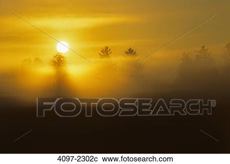 Silhouette of trees at sunset, Fraser Valley, British Columbia, Canada View Large Photo Image Stock Image - Silhouette of trees at sunset, Fraser Valley, British Columbia, Canada. Fotosearch