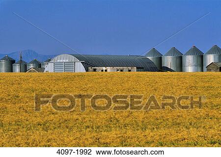 Stock Image - Silos in a field, Alberta, Canada. Fotosearch