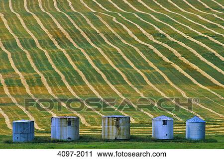 Silos in a field, Alberta, Canada View Large Photo Image Stock Image - Silos in a field, Alberta, Canada. Fotosearch