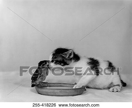 Small bird and kitten View Large Photo Image Stock Photograph - Small bird and kitten. Fotosearch