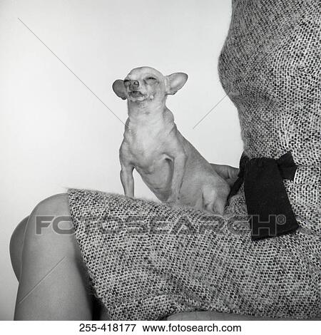 Stock Photo - Small dog sitting on woman's knees. Fotosearch