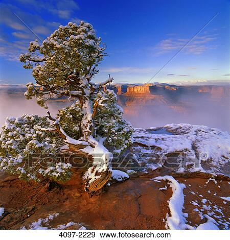 Snow covered tree in a canyon, Dead Horse Point State Park, Utah, USA View Large Photo Image Stock Photo - Snow covered tree in a canyon, Dead Horse Point State Park, Utah, USA. Fotosearch