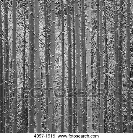 Snow covered tree trunks in a forest, Jasper National Park, Alberta, Canada View Large Photo Image Stock Photography - Snow covered tree trunks in a forest, Jasper National Park, Alberta, Canada. Fotosearch