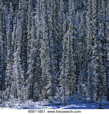Snow covered trees in a forest, Jasper National Park, Alberta, Canada View Large Photo Image Stock Image - Snow covered trees in a forest, Jasper National Park, Alberta, Canada. Fotosearch