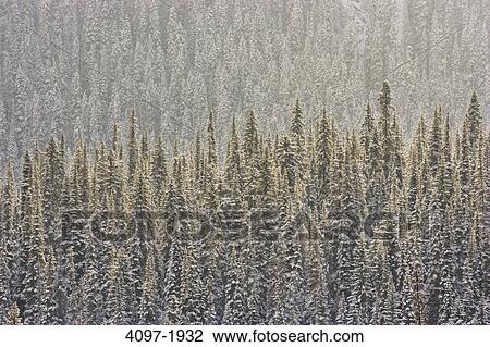Stock Image - Snow covered trees in a forest, Jasper National Park, Alberta, Canada. Fotosearch