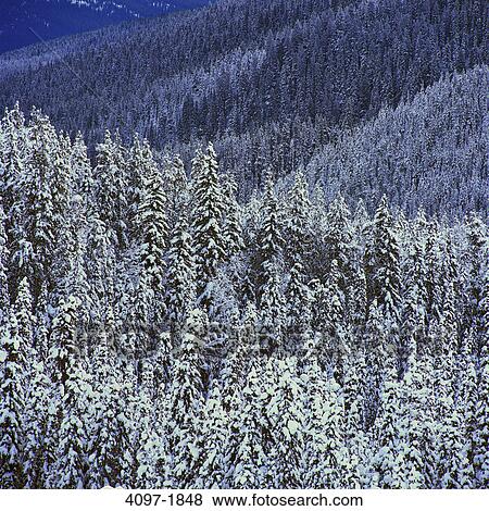 Stock Photo - Snow covered trees in a forest, Jasper National Park, Alberta, Canada. Fotosearch