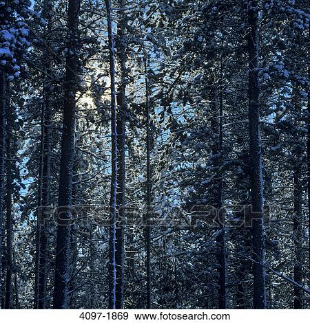 Stock Photo - Snow covered trees in a forest, Jasper National Park, Alberta, Canada. Fotosearch
