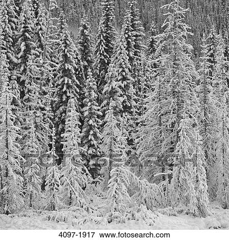 Stock Photo - Snow covered trees in a forest, Jasper National Park, Alberta, Canada. Fotosearch
