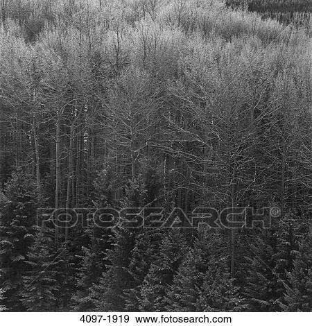 Snow covered trees in a forest, Jasper National Park, Alberta, Canada View Large Photo Image Stock Photo - Snow covered trees in a forest, Jasper National Park, Alberta, Canada. Fotosearch