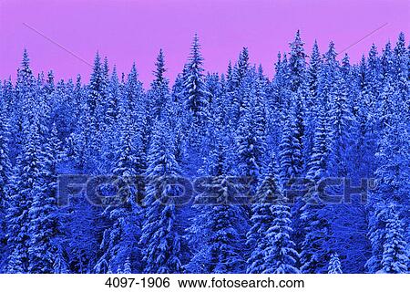 Stock Photograph - Snow covered trees in a forest, Jasper National Park, Alberta, Canada. Fotosearch