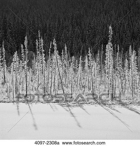 Snow covered trees in a forest, Mount Robson Provincial Park, British Columbia, Canada View Large Photo Image Stock Image - Snow covered trees in a forest, Mount Robson Provincial Park, British Columbia, Canada. Fotosearch