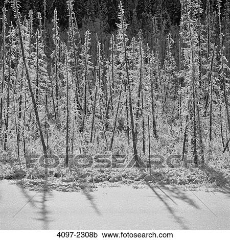 Snow covered trees in a forest, Mount Robson Provincial Park, British Columbia, Canada View Large Photo Image Stock Image - Snow covered trees in a forest, Mount Robson Provincial Park, British Columbia, Canada. Fotosearch