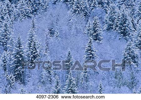 Snow covered trees in a forest, Mount Robson Provincial Park, British Columbia, Canada View Large Photo Image Stock Photograph - Snow covered trees in a forest, Mount Robson Provincial Park, British Columbia, Canada. Fotosearch