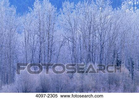 Stock Photography - Snow covered trees in a forest, Mount Robson Provincial Park, British Columbia, Canada. Fotosearch