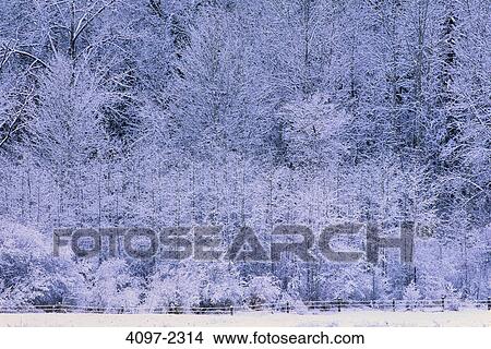 Snow covered trees in a forest, Thompson-Okanagan, British Columbia, Canada View Large Photo Image Picture - Snow covered trees in a forest, Thompson-Okanagan, British Columbia, Canada. Fotosearch