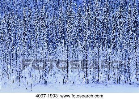 Snow covered trees on a mountain, Canadian Rockies, Jasper National Park, Alberta, Canada View Large Photo Image Stock Image - Snow covered trees on a mountain, Canadian Rockies, Jasper National Park, Alberta, Canada. Fotosearch