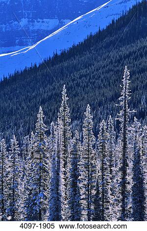 Snow covered trees on a mountain, Jasper National Park, Alberta, Canada View Large Photo Image Stock Photography - Snow covered trees on a mountain, Jasper National Park, Alberta, Canada. Fotosearch