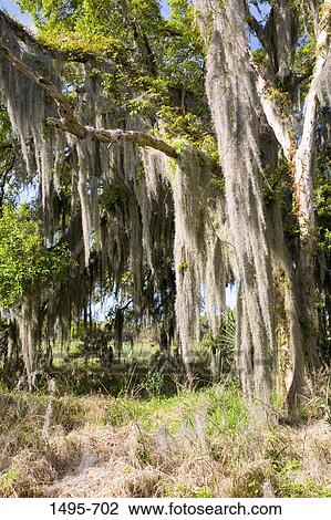 Spanish moss (Tillandsia usneoides) covered oak trees, Felts Audubon Preserve, Palmetto, Florida, USA View Large Photo Image Stock Image - Spanish moss (Tillandsia usneoides) covered oak trees, Felts Audubon Preserve, Palmetto, Florida, USA. Fotosearch